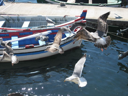 setubal_gaivotas
