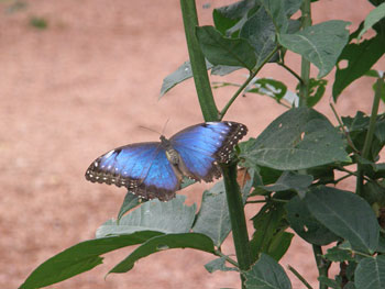 cr_finca_borboleta1