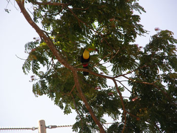 cr_manuel_tucano