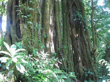 cr_monteverde_arvore
