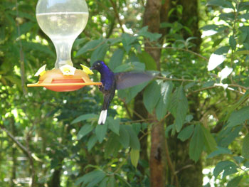 cr_monteverde_colibri