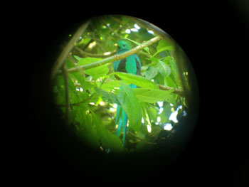 cr_monteverde_quetzal
