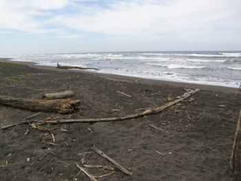 cr_tortuguero_praia